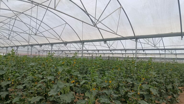 007 - Impulso a los productos de proximidad - Cooperar para Alimentar Madrid