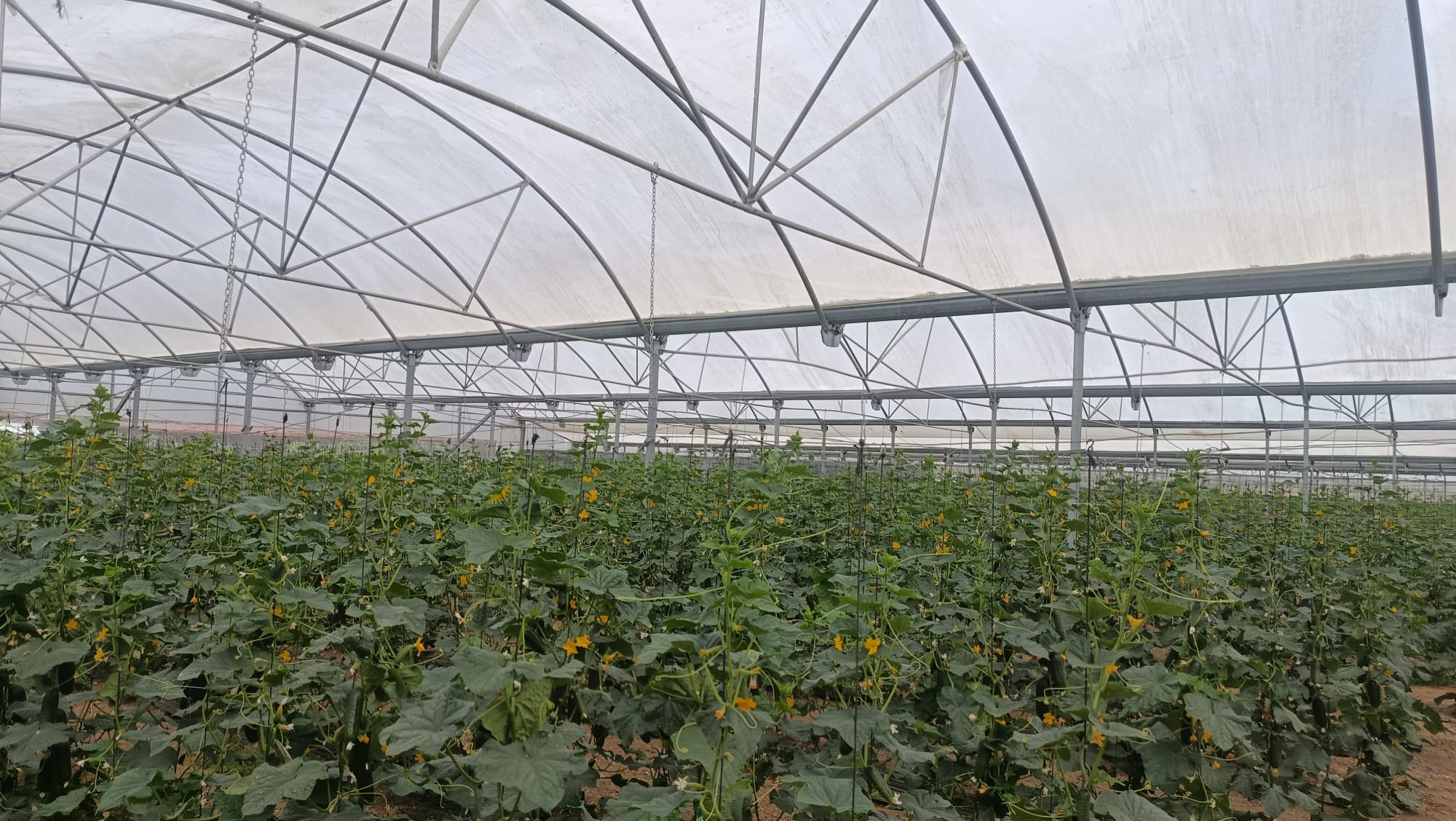 007 - Impulso a los productos de proximidad - Cooperar para Alimentar Madrid