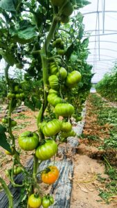 011 - Impulso a los productos de proximidad - Cooperar para Alimentar Madrid