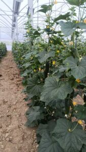 012 - Impulso a los productos de proximidad - Cooperar para Alimentar Madrid